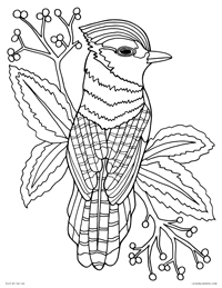 Bluejay Bird - Realistic Blue Jay Drawing - Free Printable Coloring Page for Adults and Kids, by leiahmjansen.com @oleiah