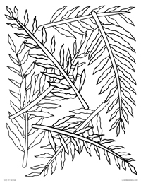 Ferns - Fern Leaves Pattern - Free Printable Coloring Page for Adults and Kids, by leiahmjansen.com @oleiah