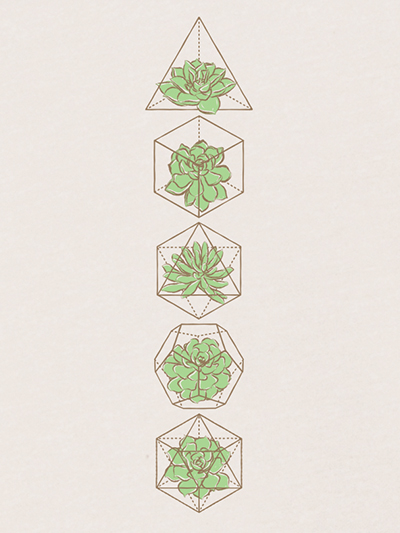 platonic solids succulents