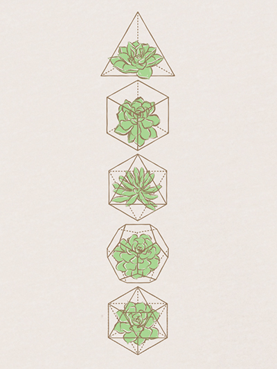 platonic solids succulents